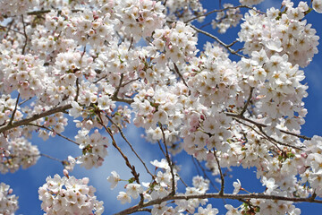 White cherry blossom in flower during the spring