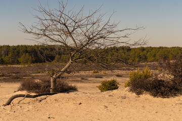 Kozłow Desert called Pustynia Kozłowska in the Przemkowski Landscape Park in Poland in the Lubuskie Viovodeship on the previous soviet military training ground in Poland