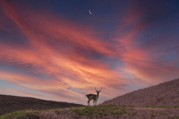 Deer stands majestic with the highland mountains in the distance at dawn - 493831079