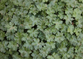 Full frame image of lush green geranium foliage with leaf detail