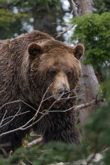 Grizzly baar in the forest