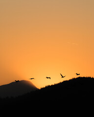 Fototapeta na wymiar Sunset and birds in the orange sky