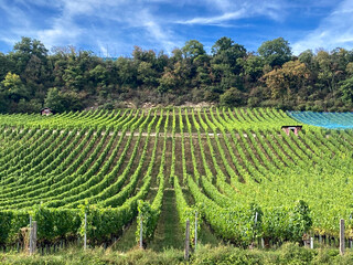 Vineyard in the canton of Vaud in Switzerland