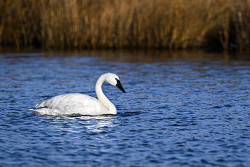Tundra Swan