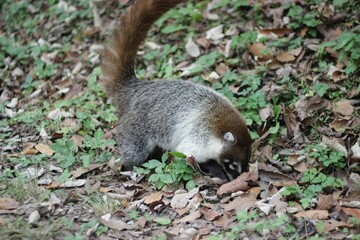 Coatí caminando en la sierra