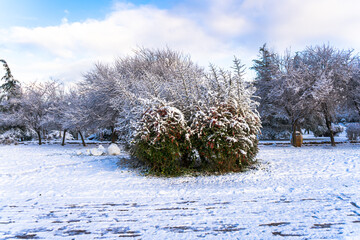 Beautiful panoramic view of winter landscape with many snow and frozen trees. Winter forest covered with snow. New Years landscape. Dramatic wintry scene.Amazing athmospheric Landscape. winter scenery