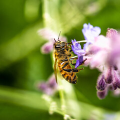 bee on a flower