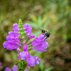 bee on a flower