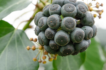 Die Früchte des Efeus sind im Garten nicht so häufig zu sehen. Sie wachsen erst, wenn der Efeu...