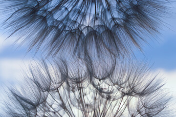Blue dandelion flower background,  with soft focus. Fragility. Desktop computer background. Dandelion flower with seeds ball close up in blue background, horizontal view. Silhouette flower. Spring