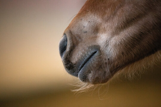Portrait eines Fohlen