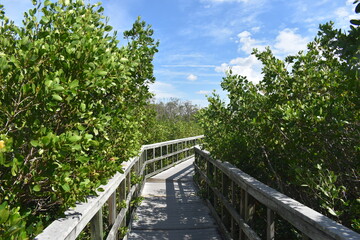 Fototapeta na wymiar Indian Rocks Beach Nature Preserve in Florida