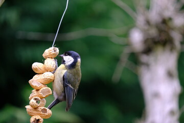 The great tit or Parus major feeding on a peanut feeder.  © scatto
