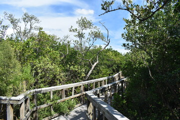 Indian Rocks Beach Nature Preserve in Florida