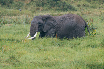 Fototapeta na wymiar Elephant in the marsh in the Masai Mara Kenya