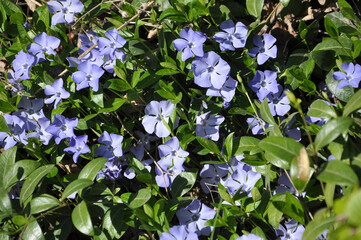 Spring blossom of periwinkle small (Vinca minor)