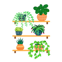 Vector illustration of  shelves with houseplants in flower pots