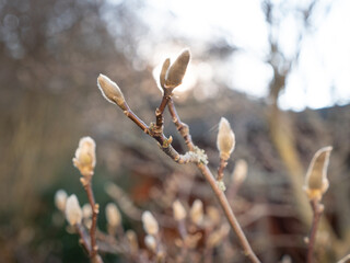 Closeup of Magnolia Bud With Fluffy Bract and Sunflare 