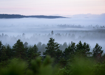 Obraz na płótnie Canvas Forest Treetops in Fog 