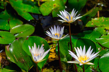 white water lilies in the pond