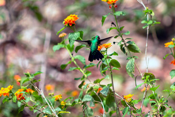 A Hummingbird on a flower