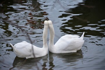 Naklejka premium white swan on the lake