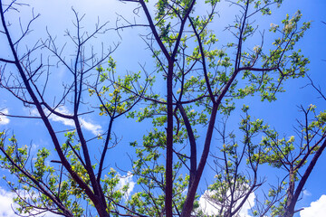 Branches of a tree against the sky