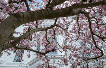 Close up of magnolia tree with stunning pastel pink flowers. Photographed in the front garden of a...
