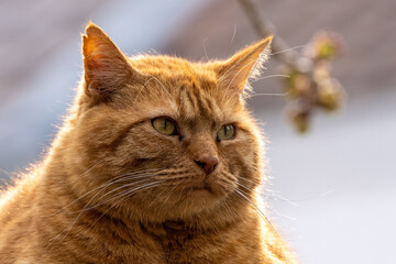 Un chat domestique roux sur un mur.