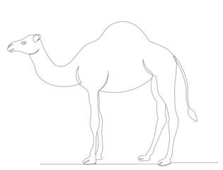 camel one line drawing vector, isolated