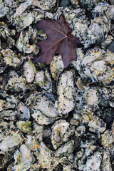 oyster shells with maple leaf