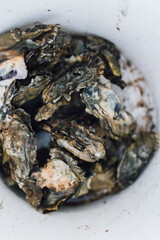 freshly picked oysters shells in white bucket