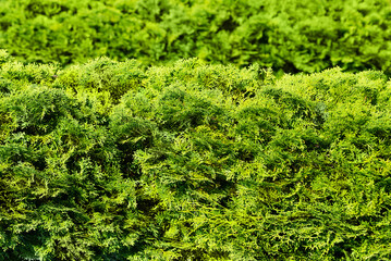 Cypresses form the texture of a green fence