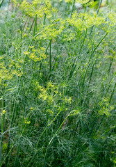 Obraz premium Dill flowering in the garden.