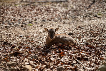 Ein Mufflon Lamm auf dem Waldboden.