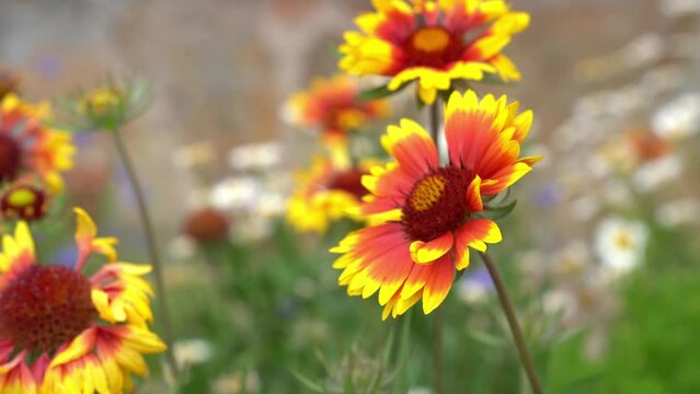 Garden perennial Gaillardia flowers with a bee that pollinate the flower. On a flower bed near the house on a sunny day. High quality 4k footage
