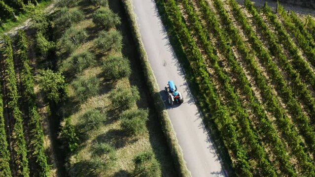 Aerial shot of tractor driving trough vineyards and olive trees
