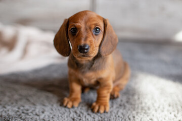 Cute dachshund puppie looking at the camera on a light background.