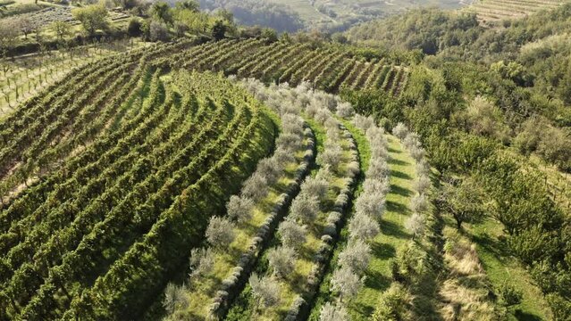 Wide angle aerial shot of vineyards and olive trees