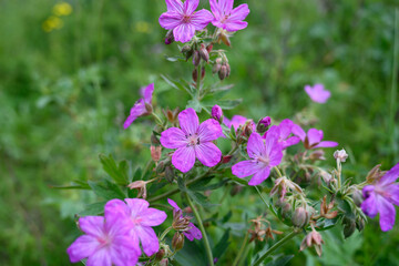 Purple wildflowers in a summer meadow