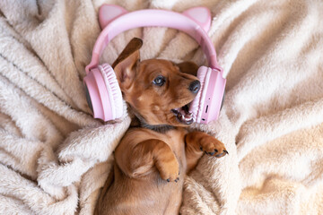 Little funny puppy singing song in Headphones on white bed. Musical pet concept.