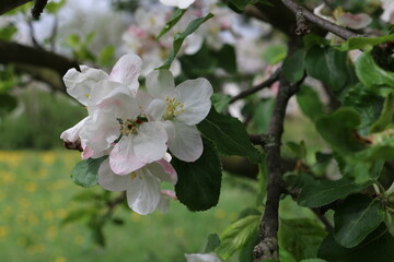 Blüte