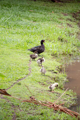 natureza, parque, aves, água, frutas, pássaros, flores, árvores, verde, paisagens, prédios.