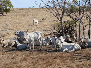 Obraz premium Cattle. Farm animals. Herd of white Zebu cows.