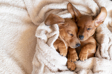 Cute sleeping dachshund puppies. Beautiful little dogs lie on the bedspread.
