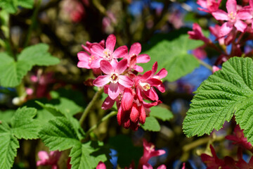 Ribes sanguineum flowers blossom with green leaves with nature blurred background. Beautiful blooming in garden in sunny day on spring season in the UK.