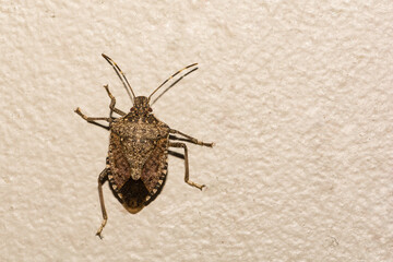 Brown Marmorated Stink Bug - Halyomorpha halys