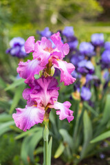 Fototapete bei efototapeten.de bestellen   