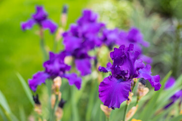 Violet and blue blooming iris flowers closeup on green garden background. Sunny day. Lot of irises. Large cultivated flowerd of bearded iris (Iris germanica). Blue and violet iris flowers are growing