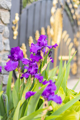 Obraz premium Violet and blue blooming iris flowers closeup on green garden background. Sunny day. Lot of irises. Large cultivated flowerd of bearded iris (Iris germanica). Blue and violet iris flowers are growing